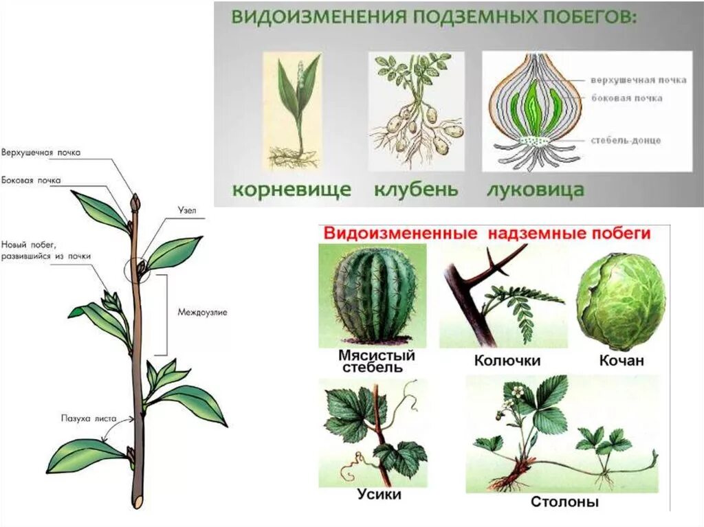 Видоизмененный генеративный побег. Видоизмененный надземный побег. Видоизменённыенадземные побеги. Строение стебля и видоизменения побегов. Надземные видоизмененные побеги.