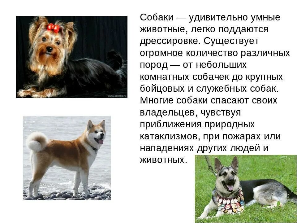 Породы поддающиеся дрессировке. Собака которая легко поддается дрессировке. породы собак поддающиеся дрессировке. породы которые легко поддаются дрессировке. породы собак которые легко дрессируются.