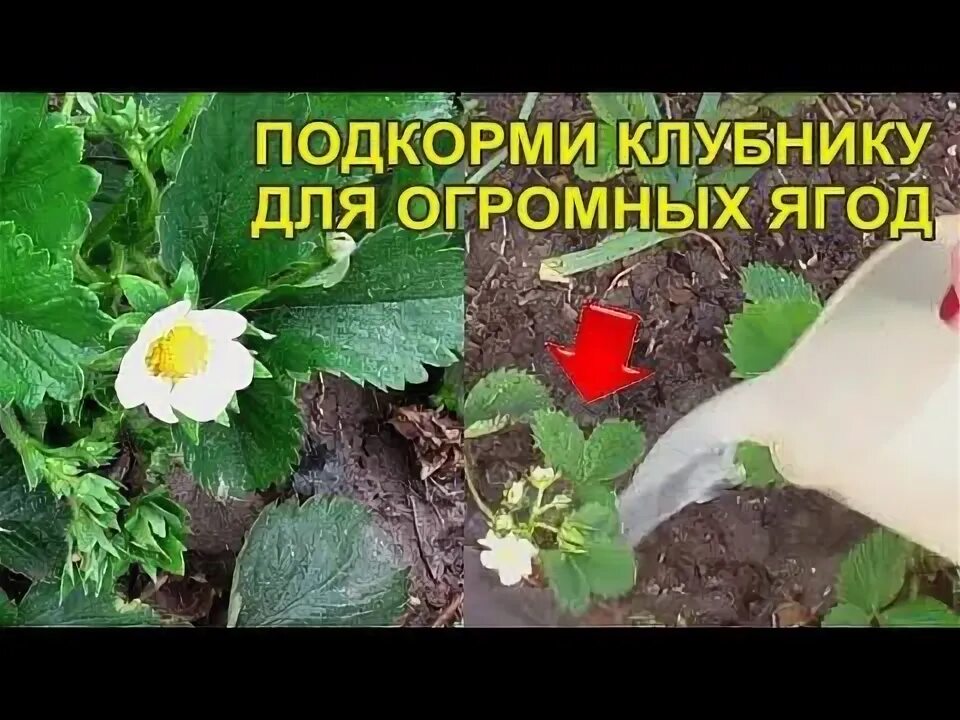 Полить клубнику во время плодоношения. Подкормка клубники дрожжами весной для большого урожая. Как правильно поливать клубнику. Полить клубнику во время плодоношения. Полить клубнику во время плодоношения.