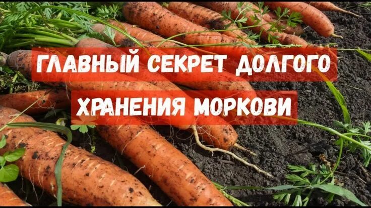 Когда можно копать морковь на хранение. Когда можно копать морковь на хранение