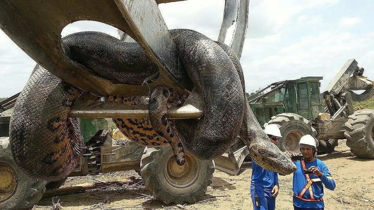 Видео самых больших змей. Гигантская Анаконда людоед. Гигантская Анаконда перегородила бразильскую реку.
