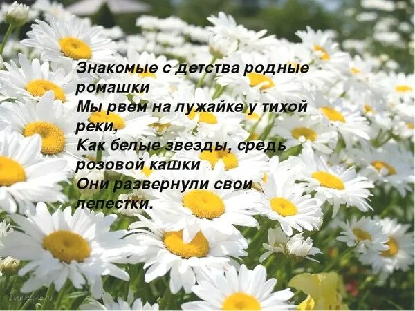 Подарю ромашки айгульке и наташке. Открытки с днём рождения с ромашками. открытки с юбилеем с ромашками. красивые ромашки с днем рождения. с днём рождения ромашкм.