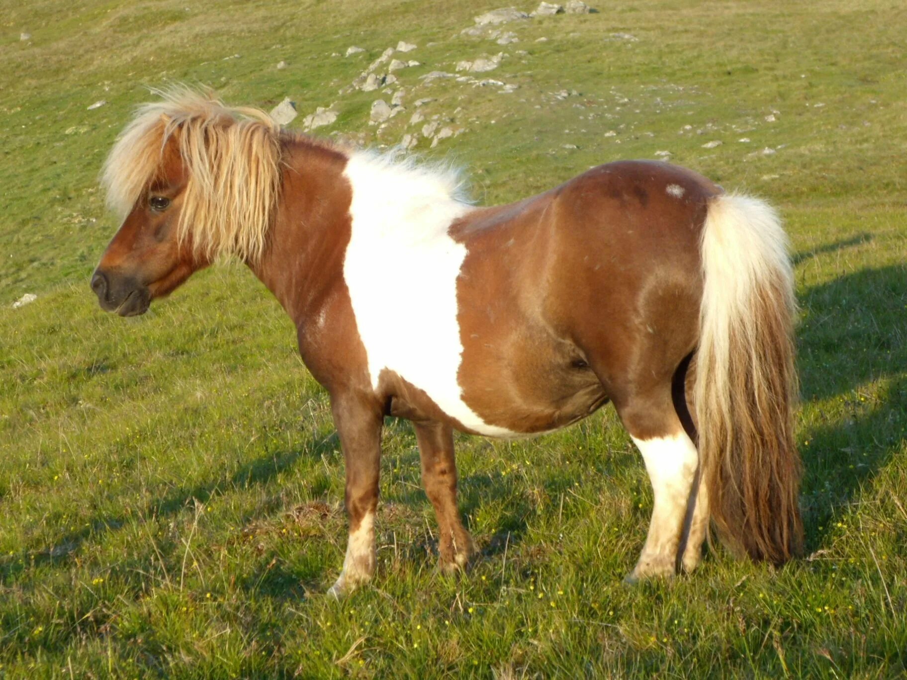 Шетланд пони. Пони на английском. Шетлендский пони рост. Порода пони Шетландские крупные. Pony english