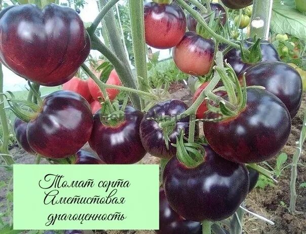 Томаты сорт драгоценность. Томаты сорт драгоценность