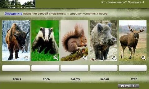 Всеядные животные лесной зоны