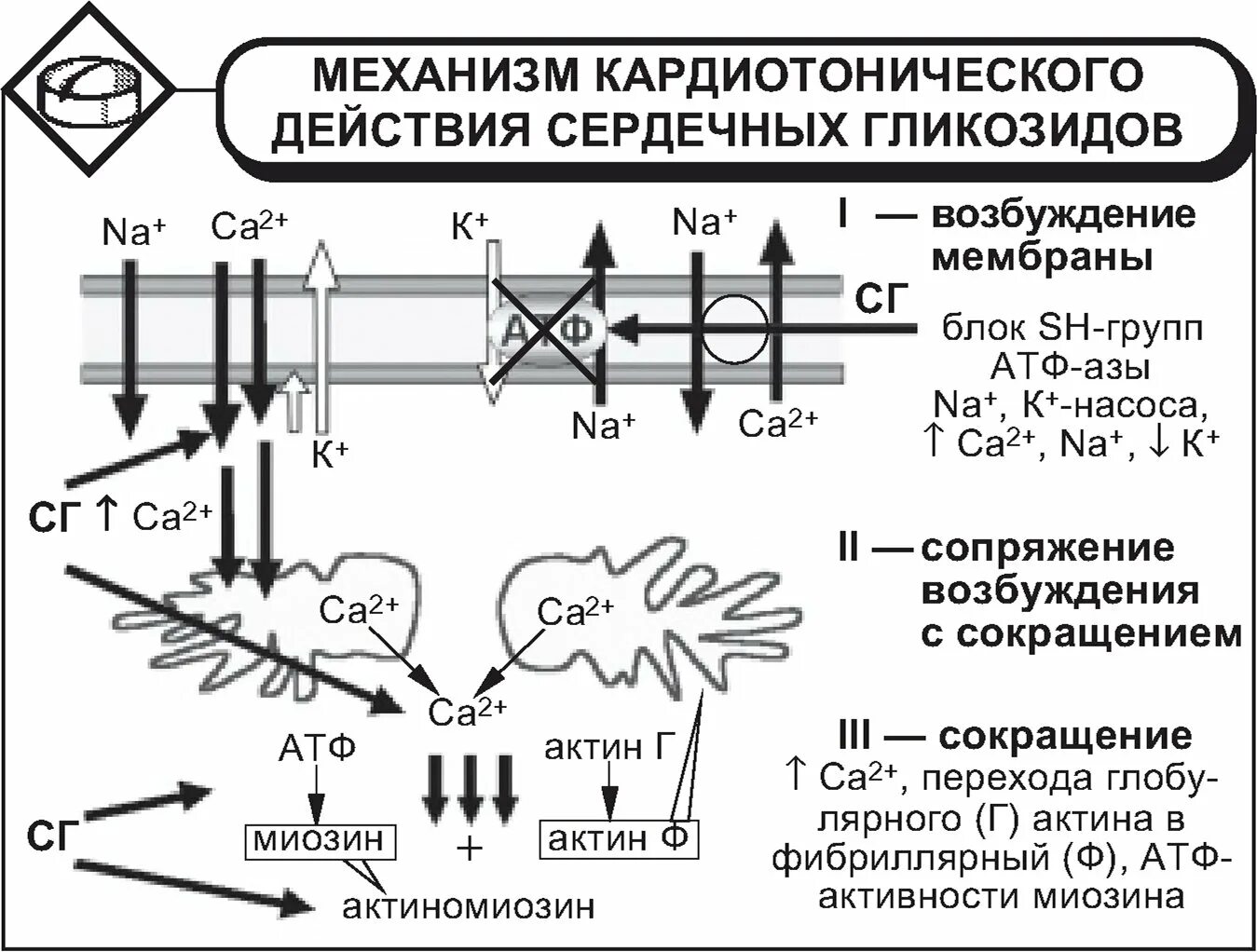 Сердечные гликозиды механизм действия. Механизм действия сердечных гликозидов схема. Механизм действия гликозидов. Сердечные гликозиды механизм действия. Механизм действия сердечных.