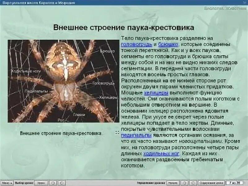 Число отделов класса паукообразных