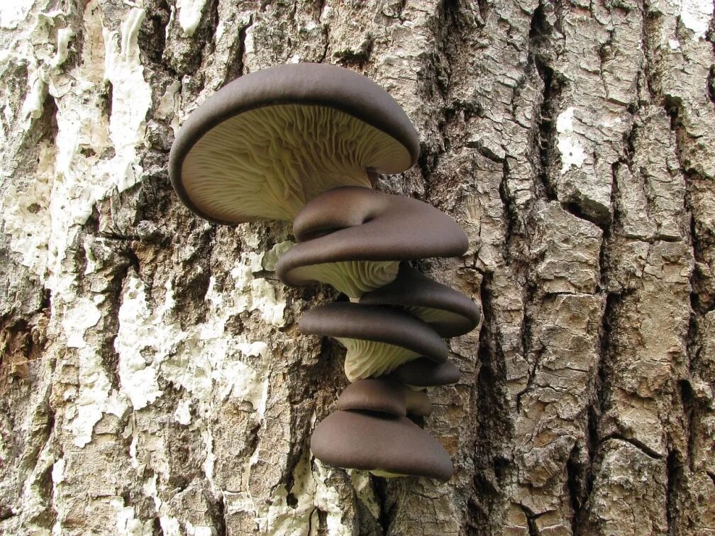 грибы в березах и дубах. грибы в березах и дубах. грибы на деревьях. гриб трутовик чага. опята рябыши.