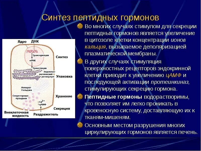 Синтеза упаковка. Синтез и секреция гормонов. Секреция белково-пептидных гормонов. Механизм действия пептидных гормонов. Нарушения синтеза и секреции гормонов.