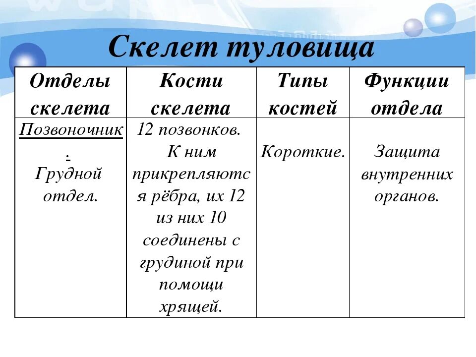 Отдел скелета особенности строения функции. Функции костей туловища. Функции скелета туловища. Отдел скелета функции кости отдела. Функции скелета туловища человека.