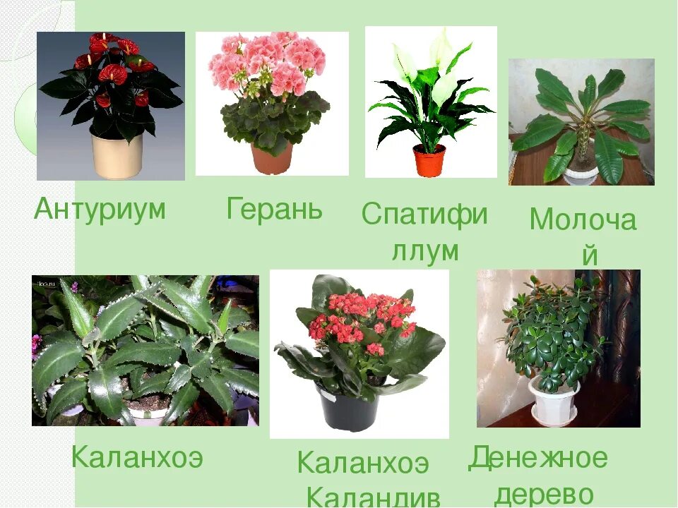 Каталог комнатных цветов с фотографиями: найдено 79 изображений