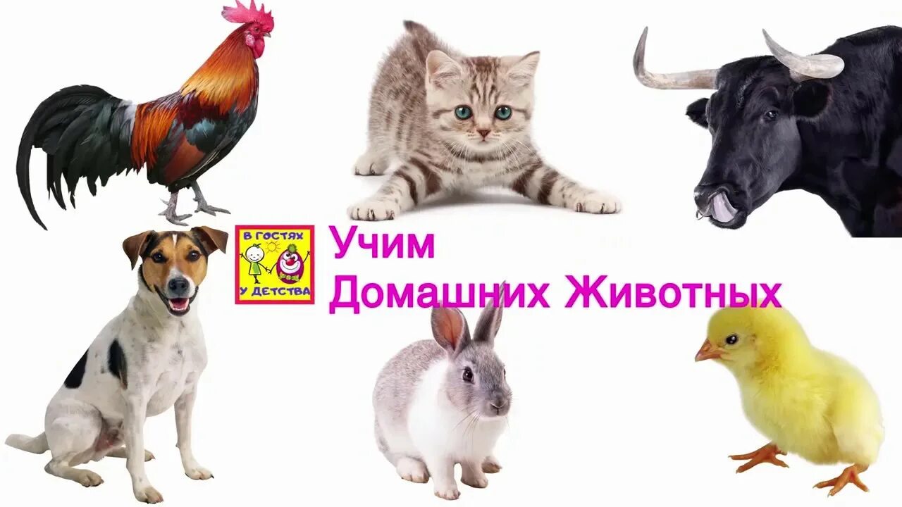 Голоса животных для детей отгадать. Звуки животных для детей.