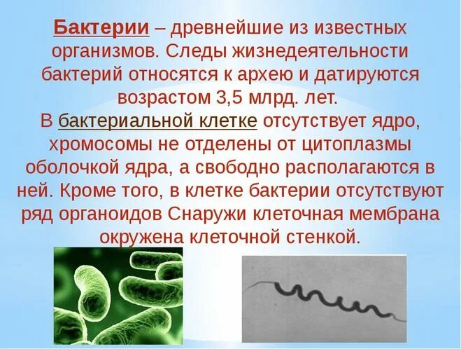 Сообщение о бактериях 5 класс биология. Доклад по биологии 5 класс на тему бактерии. Бактерии доклад 5 класс биология. Доклад про бактерии 5 класс.