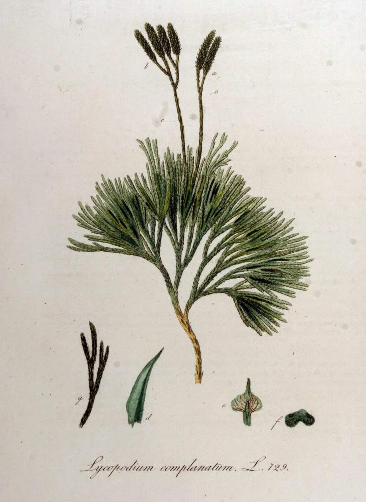 Плаун Дифазиаструм сплюснутый. Lycopodium complanatum. Diphasiastrum complanatum (плаун уплощенный).