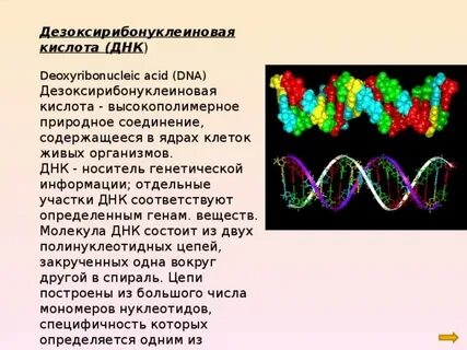 Носитель днк