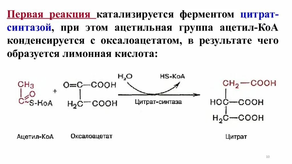 Ацетил коа фермент. Оксалоацетат ацетил-КОА цитрат. Оксалоацетат в цитрат реакция. Синтез лимонной кислоты реакция. Оксалоацетат в лимонную кислоту.