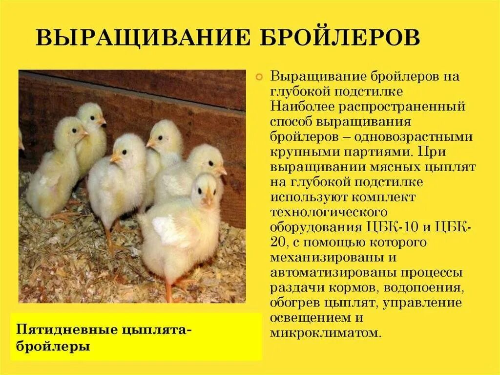 Выращивание птенцов. Порода курочек бройлеров. выращивание цыплят бройлеров. схема выращивания цыплят.