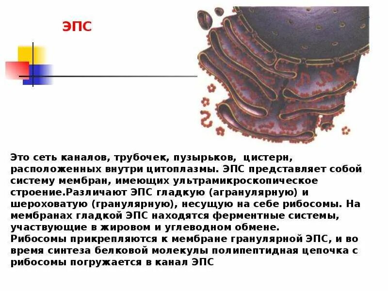 Шероховатая эпс участвует в синтезе. Шероховатый эндоплазматический ретикулум. Шероховатый эндоплазматический ретикулум функции. Гладкая ЭПС строение. ЭПС рисунок.