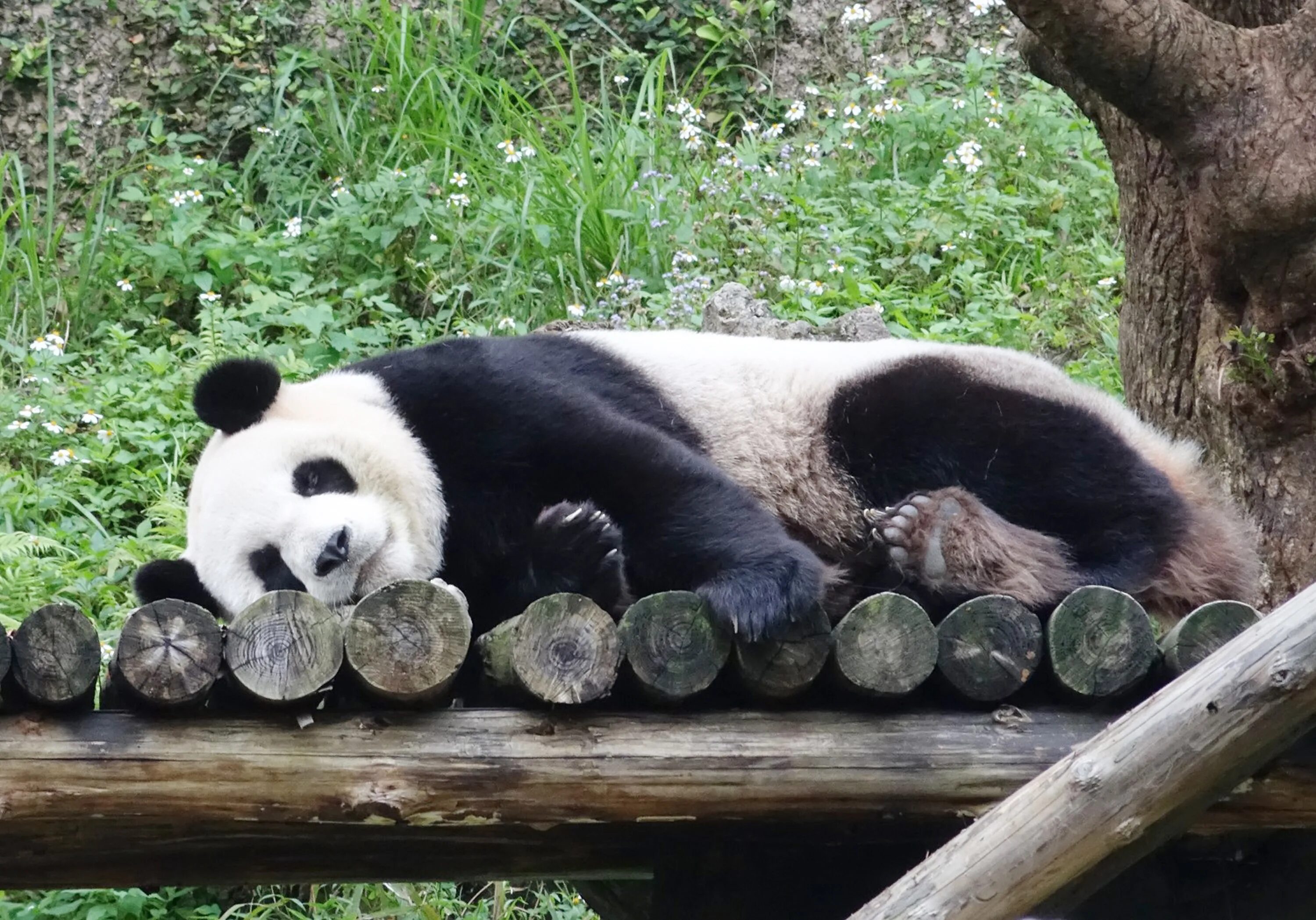 Why panda