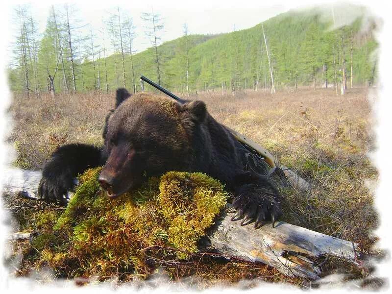 Последнее фото медведя. Таежный охота на медведя.