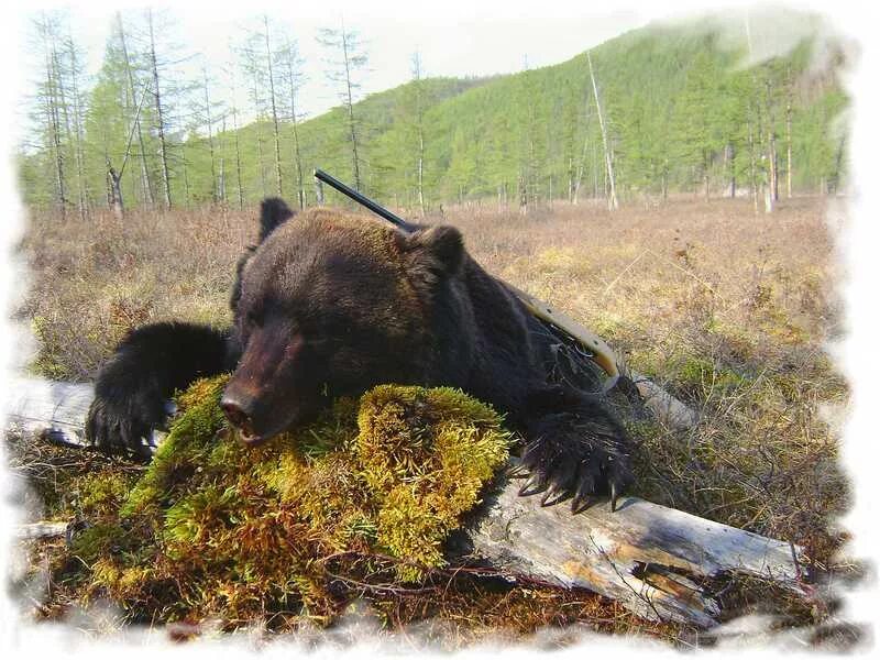 Медведи в болоте. Таежный медведь в Якутии. Медведь в тайге. Медвежонок в тайге.