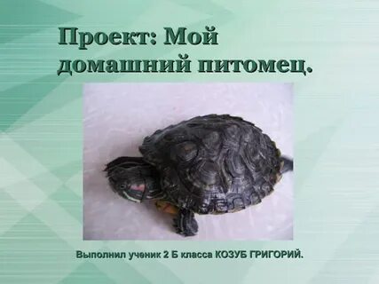 Черепаха окружающий мир 1 класс