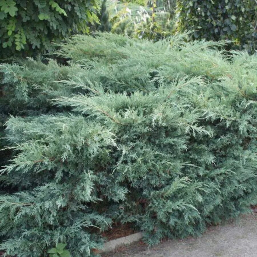 Можжевельник виргинский hetz. Можжевельник виргинский hetz. Juniperus virginiana hetz variegata. Можжевельник венгерский хетц. Можжевельник виргинский hetz.