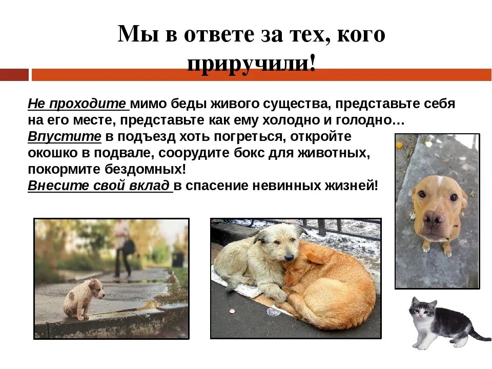 Мы в ответе кого приручили. Мы навсегда в ответе за тех кого приручили. Мы в ответе за тех кого приручили животные. Мыв ответе за тех, кого пиручили. Мы.