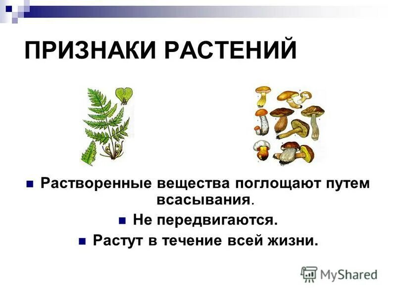 Каковы общие признаки растений. Признаки растений. Общие признаки растений. Какие основные признаки растений. Простейшие растут в течение всей жизни.