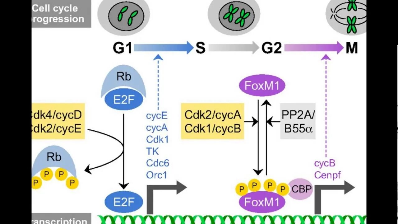 Цикл транскрипции. CDK Cell Cycle. Cyclin CDK. G1 CDK. Циклины и циклинзависимые киназы в регуляции клеточного цикла.