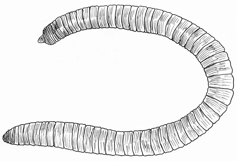 Сегментированные черви. Олигохеты Naididae. Малощетинковые черви олигохеты. Кольчатые черви олигохеты.