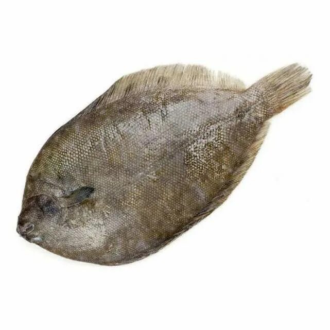 Как выглядит рыба язык Морской язык рыба филе