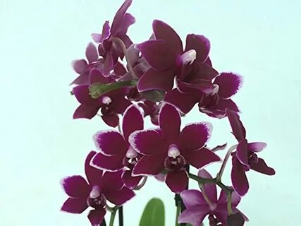Phal pearl