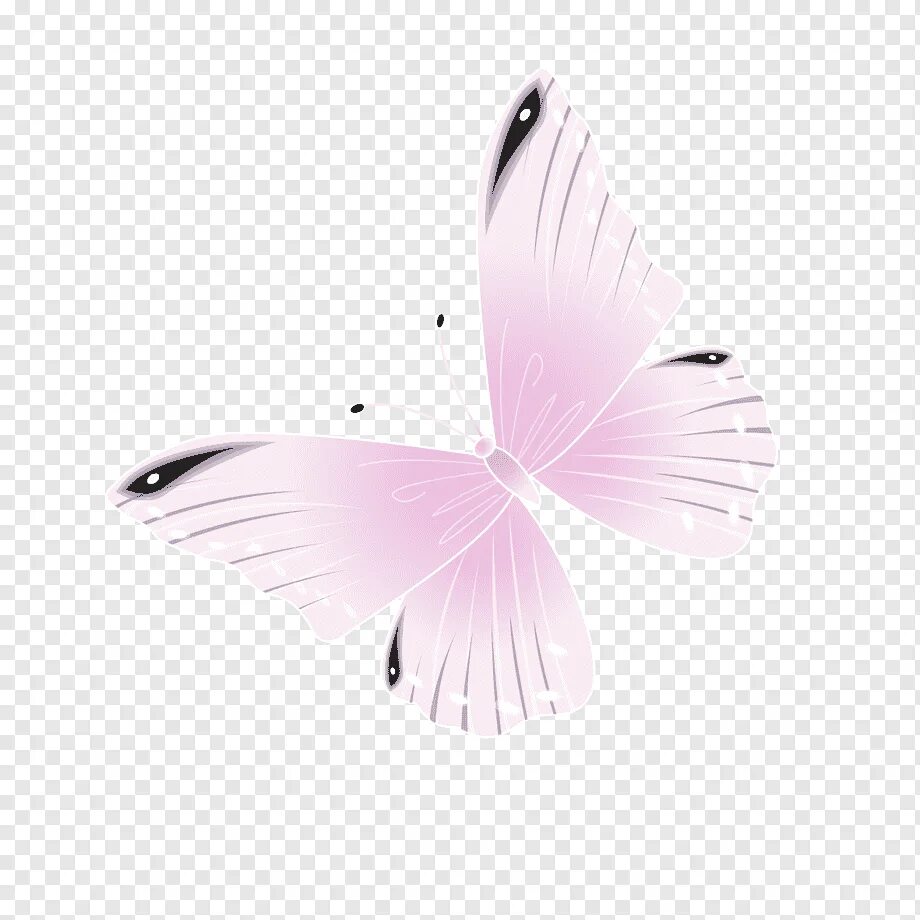 Бабочка бело розовая. Розовые бабочки. Розовые бабочки на прозрачном фоне. Бабочки на белом фоне. Бабочки нежно розовые.