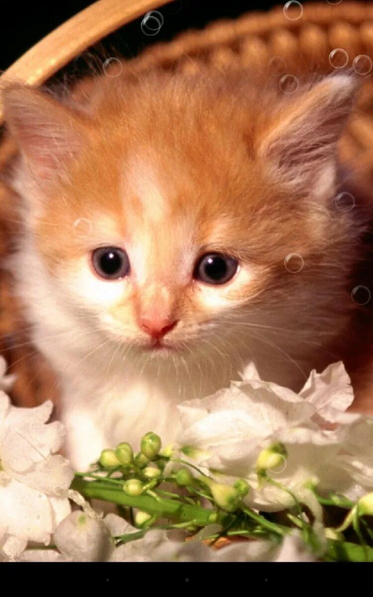Живые обои на телефон котята. Живые котята. Покажи живых котиков. Покажи живых котиков. Живые котята.