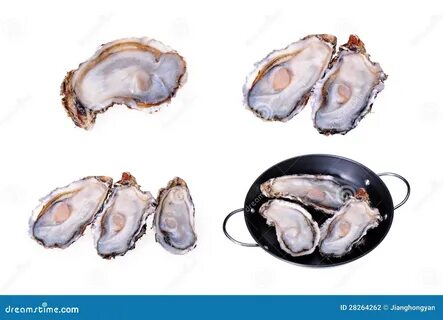 Розовая джоли устрица откуда