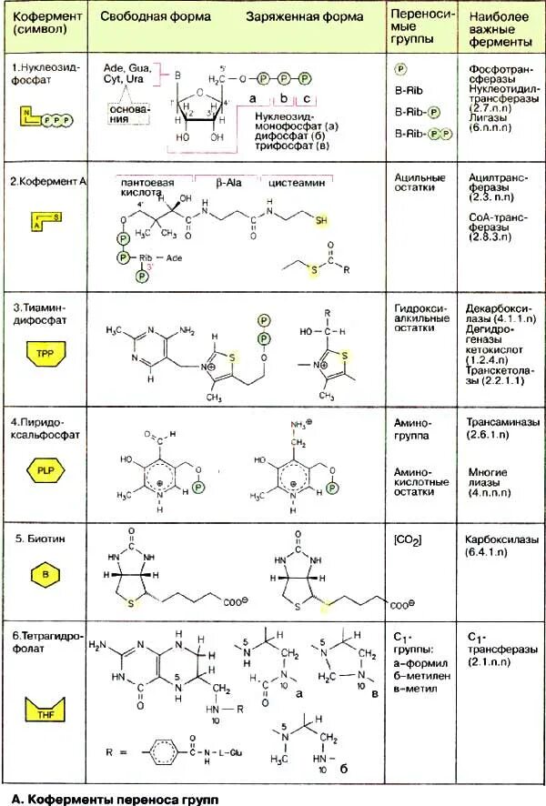 Группа б активная форма. Формулы витаминов и их коферментов. Витамины коферменты биохимия таблица. Витаминные коферменты биохимия. Функции коферментов биохимия.