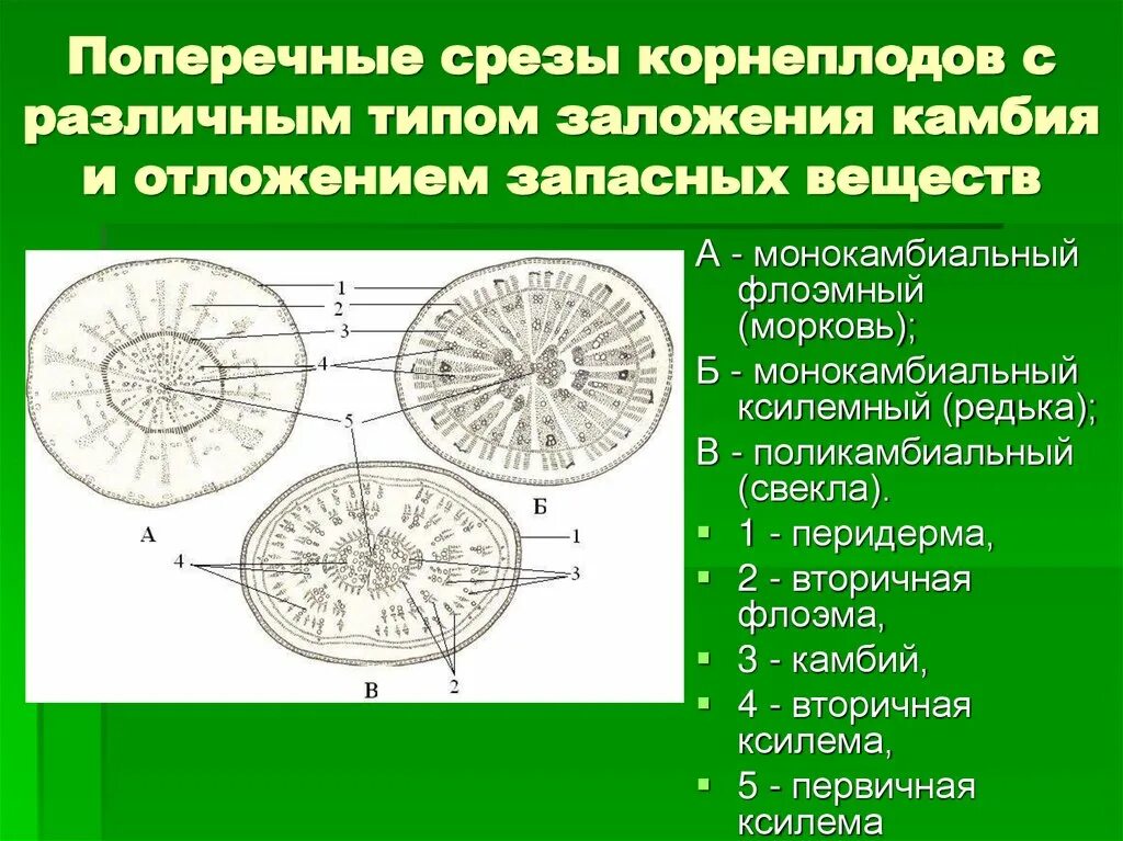 Поперечный срез корнеплода. Поперечный срез корнеплода моркови. Срез корнеплода моркови. Вторичное строение корня свеклы.