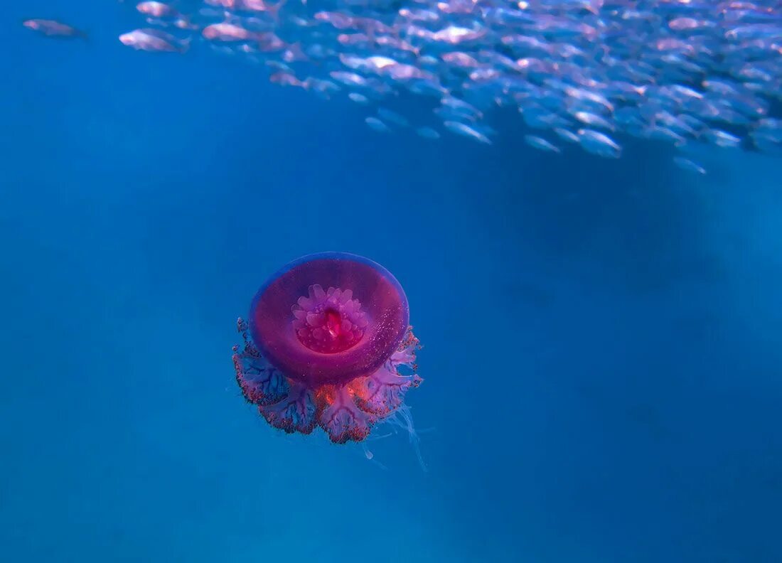 Красные и синие медузы. Книдария медуза. Голубая цианея. Медузы в египте. Актиния кишечнополостные.