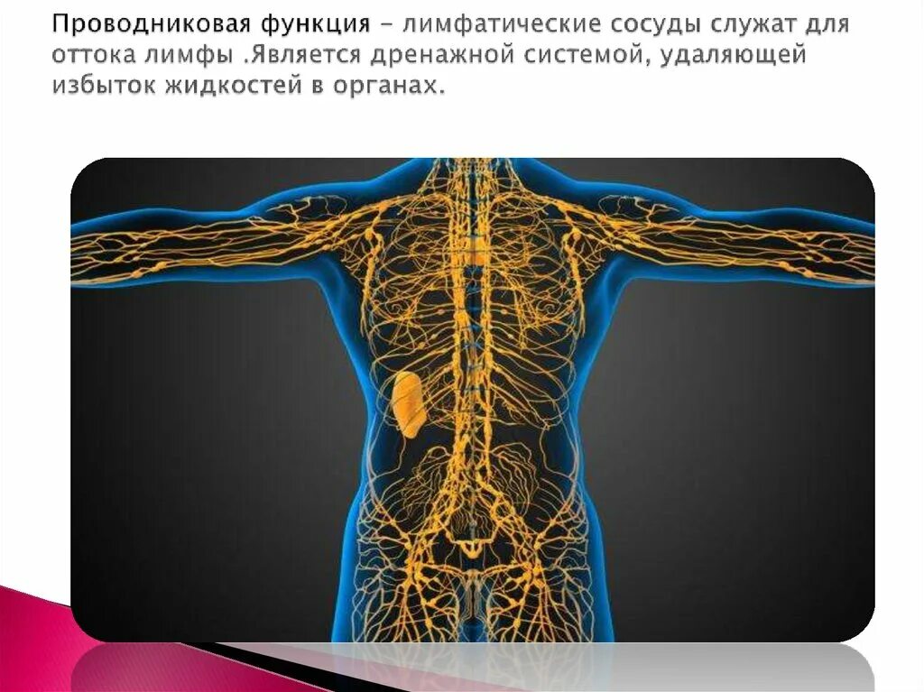 Как выглядит лимфа. Лимфатические сосуды. сосуды лимфатической системы. внутриорганные лимфатические сосуды. периферические лимфатические сосуды.