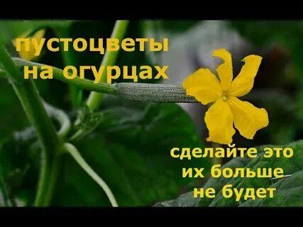 Пустоцвет песня текст