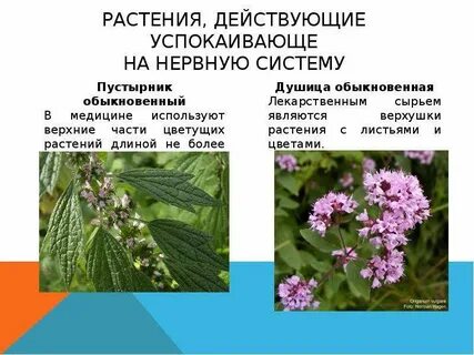 Приведенных лекарственных растений