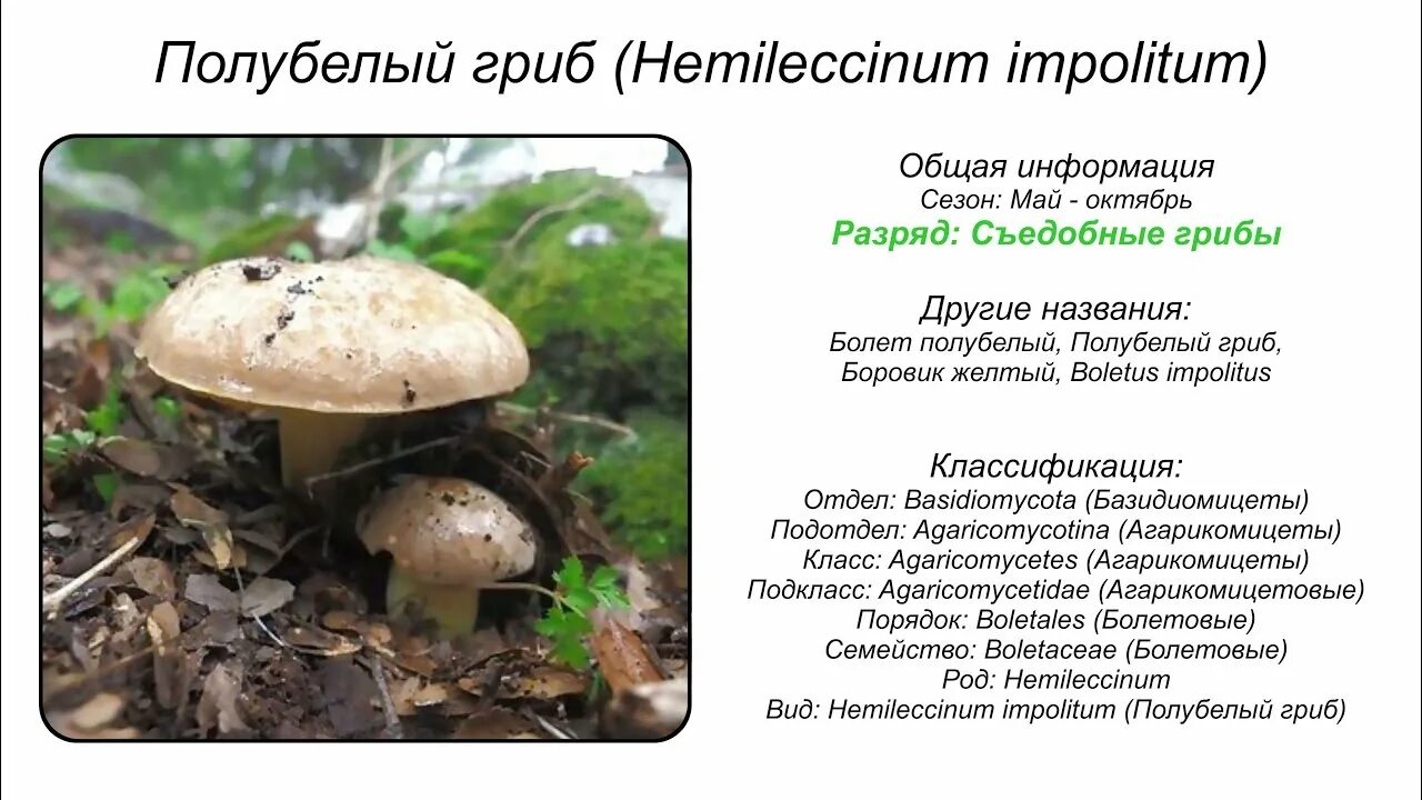Полубелый гриб (Hemileccinum impolitum) - YouTube