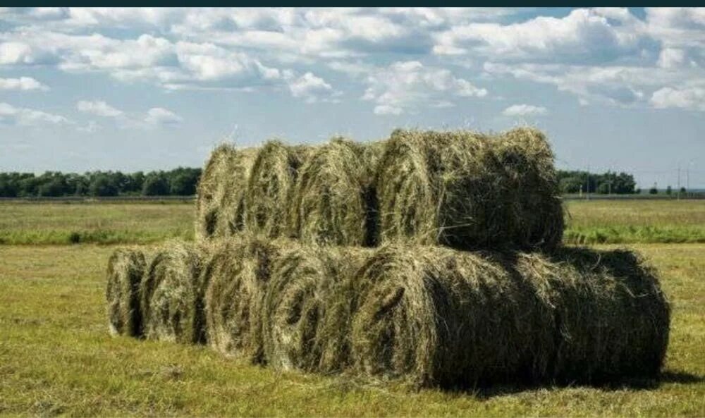 Рулонное сено. Тюки люцерны bale. Сено выборг. Сено выборг. Солома для коров.