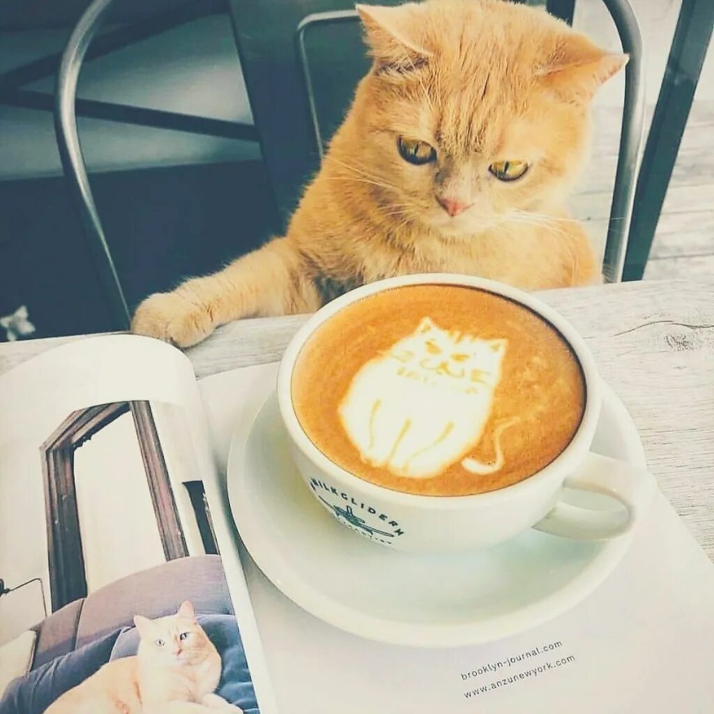 Утренний котик. Кот и кофе. Доброе утро кот. Доброе утро котики. Кофе кис