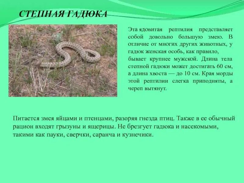 Степная гадюка сообщение 4 класс кратко. Степная гадюка местообитание. сообщение о степной гадюке 4 класс окружающий мир. сообщение о степной гадюке кратко. доклад про гадюку 4 класс.