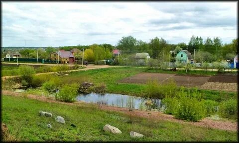 Щетинка курск