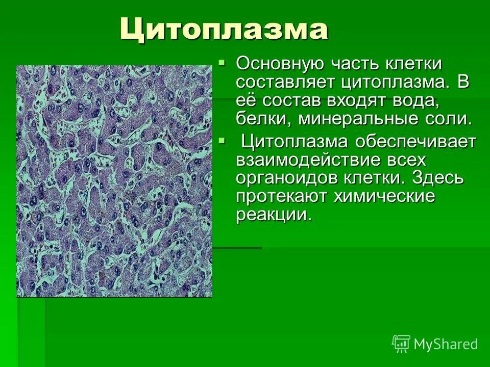 Строение и состав цитоплазмы. Цитоплазма строение и функции. Цитоплазма и ее функции. Функции цитоплазмы. Каково значение цитоплазмы структуры в жизнедеятельности клетки