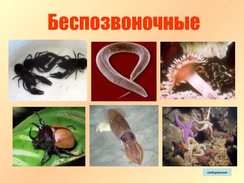 Беспозвоночные разных видов поселяются. Без позвоночные животные. Иглокожие морские ежи. 2 группы позвоночные и беспозвоночные животные. Беспозвоночные разных видов поселяются.
