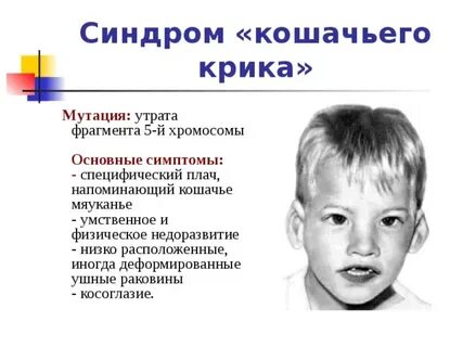 Признаки кошачьего крика